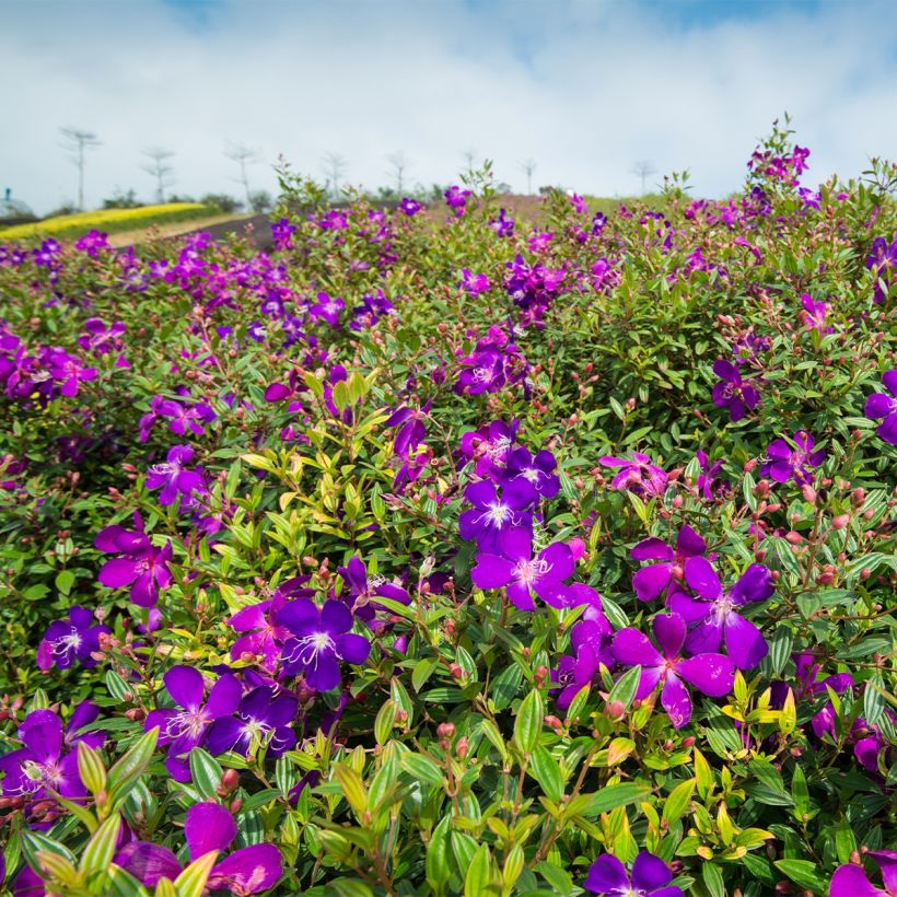 Tibouchina semidecandra - Tibouchine (Hafen)