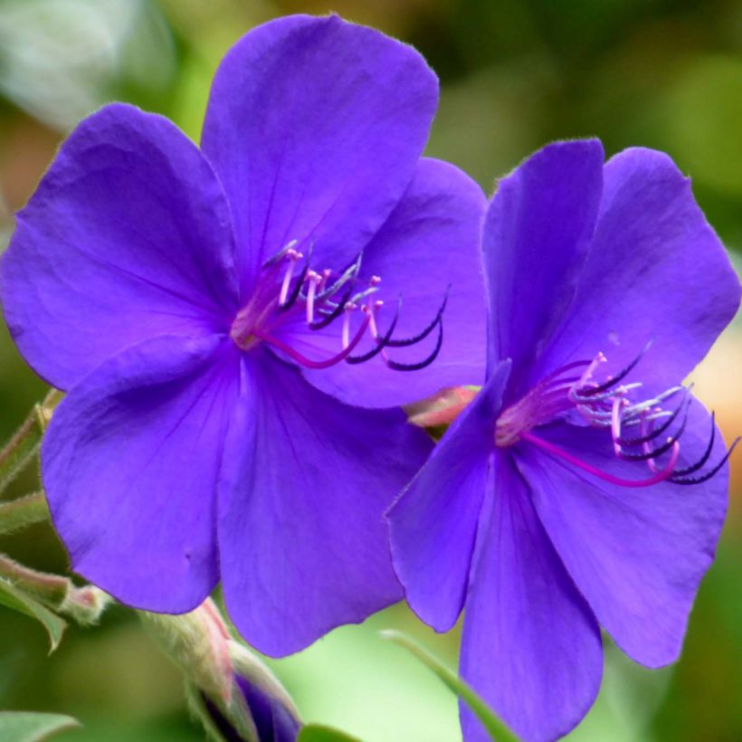 Tibouchina urvilleana - Tibouchine (Blüte)