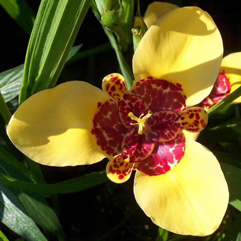 Tigridia pavonia Aurea - Tigerblume (Blüte)