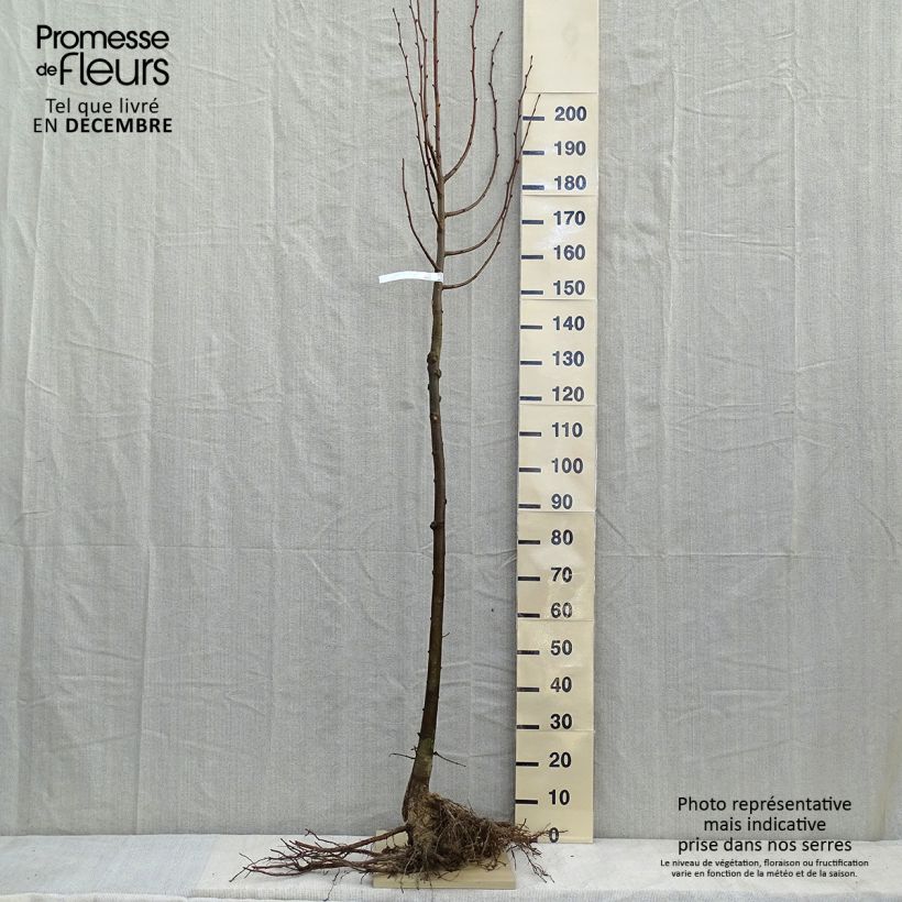 Exemplar von Winter-Linde - Tilia cordata wie im Winter geliefert