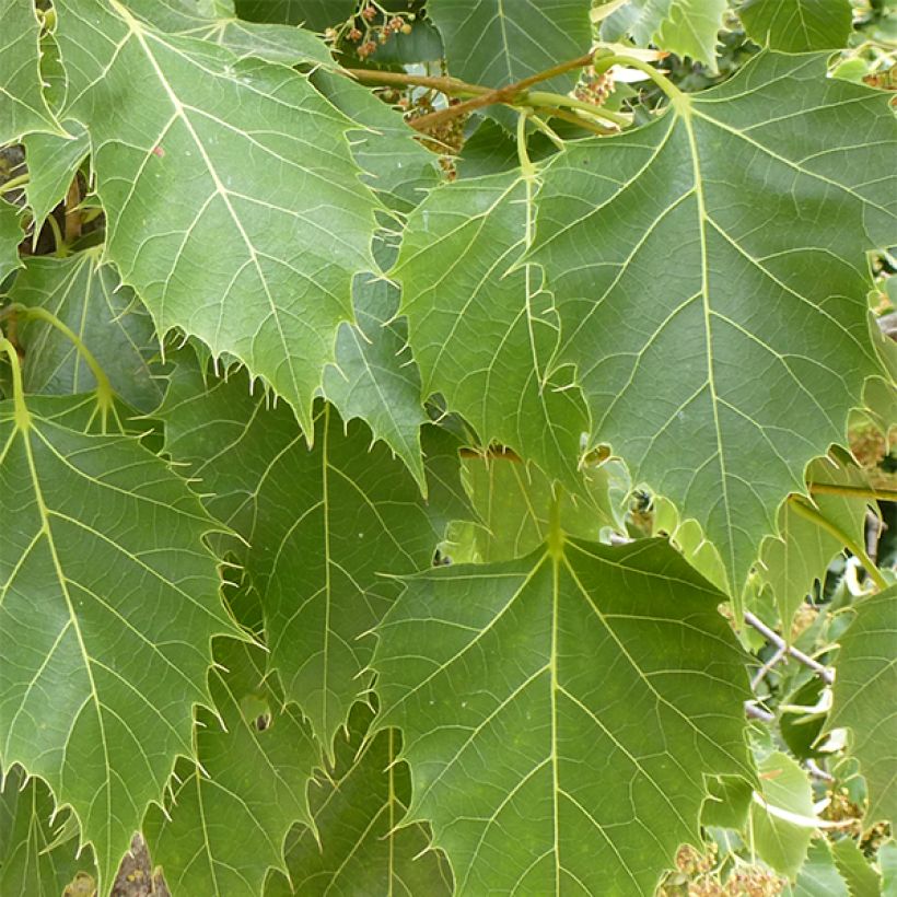 Henrys Linde - Tilia henryana (Laub)