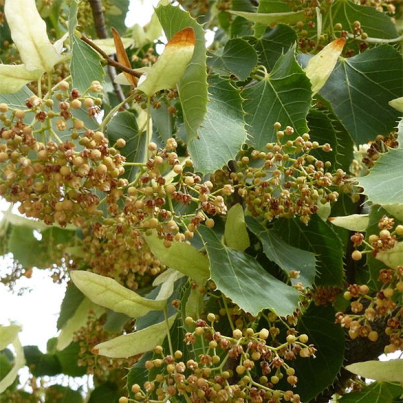 Henrys Linde - Tilia henryana (Blüte)