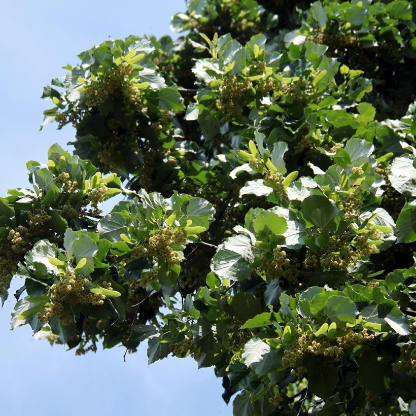 Sommer-Linde - Tilia platyphyllos (Laub)