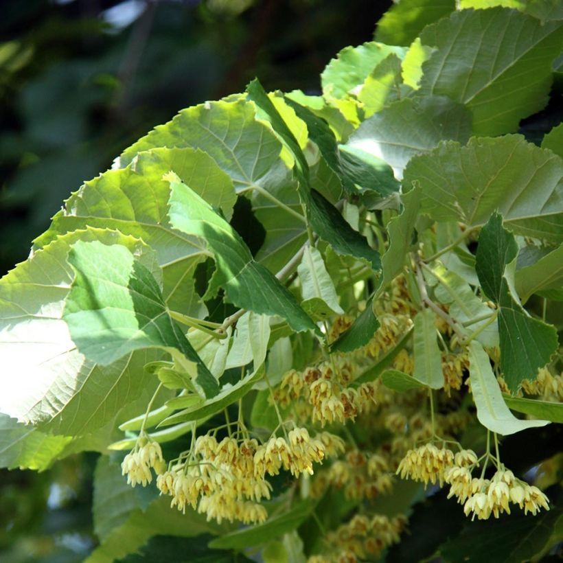 Sommer-Linde - Tilia platyphyllos (Blüte)