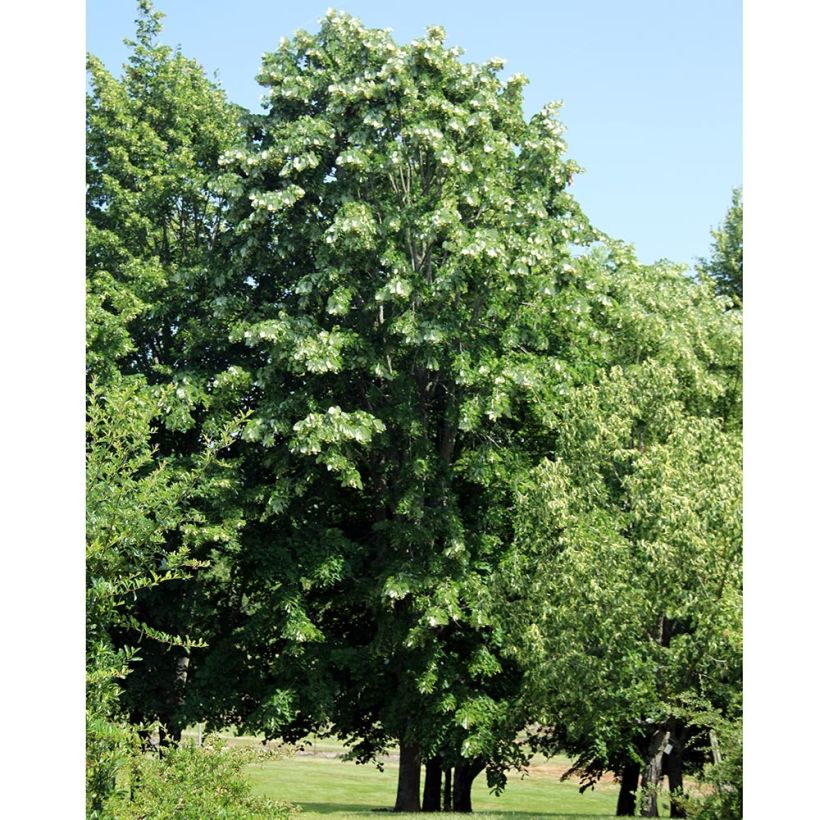 Sommer-Linde - Tilia platyphyllos (Hafen)