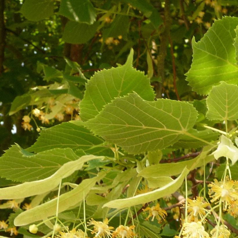 Sommer-Linde Rubra - Tilia platyphyllos (Laub)