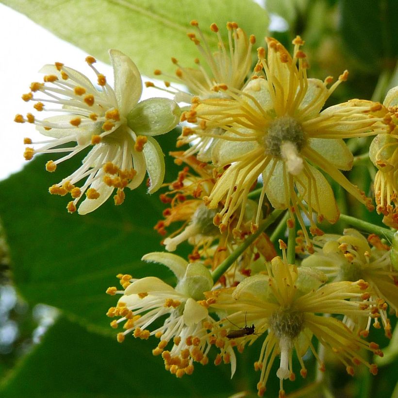 Sommer-Linde Rubra - Tilia platyphyllos (Blüte)