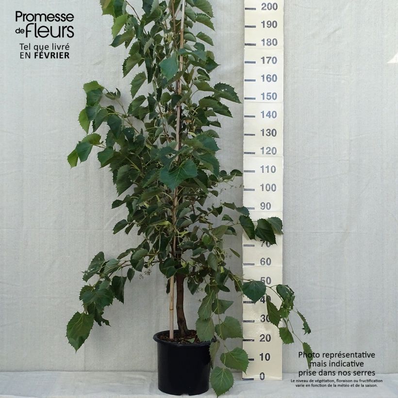 Exemplar von Tilleul de Henry - Tilia henryana Pot de 7.5L/10L wie im Herbst geliefert