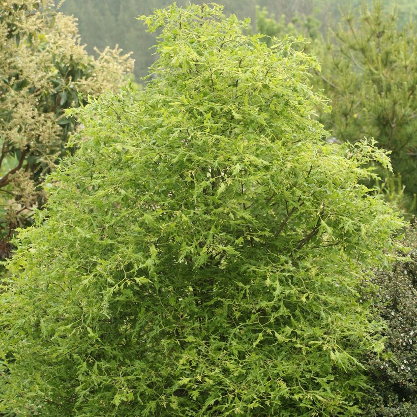 Sommer-Linde Henryk Eder - Tilia platyphyllos (Hafen)