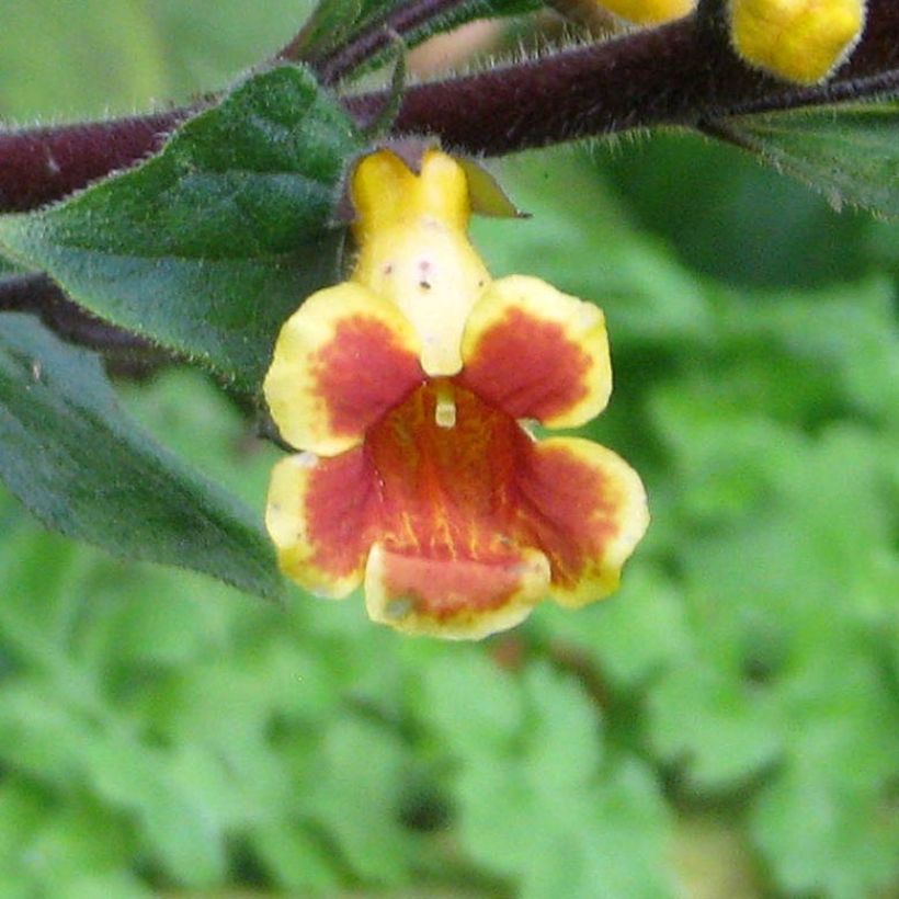 Titanotrichum oldhamii (Blüte)