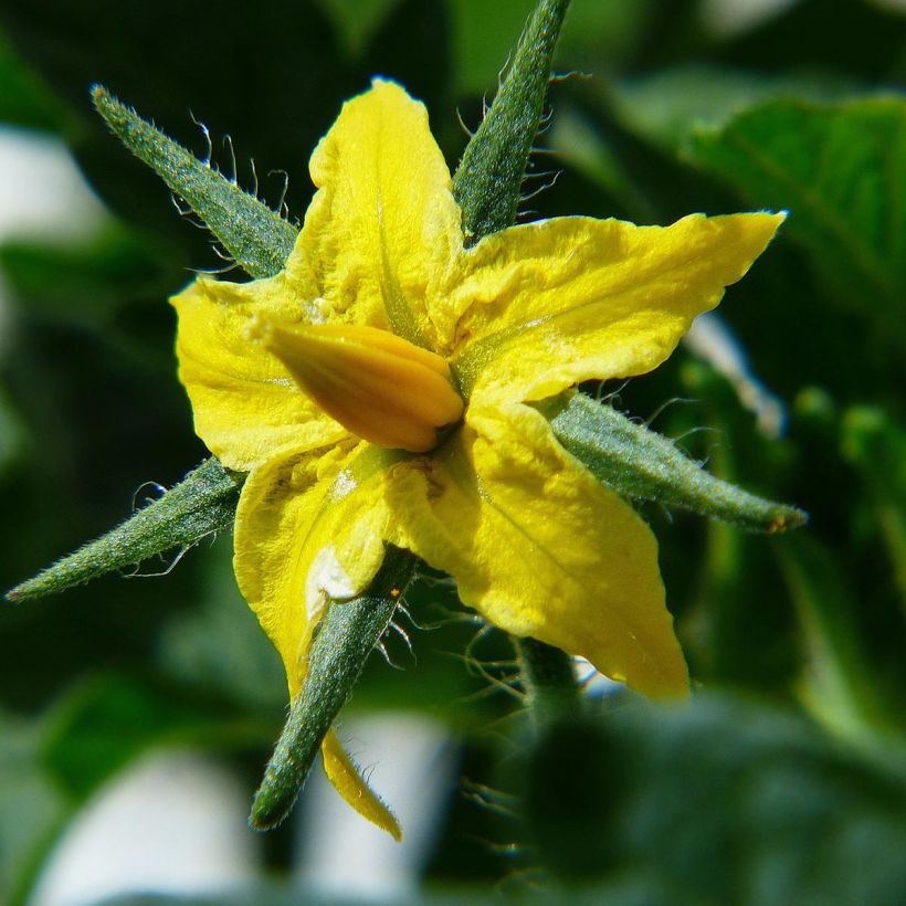 Fleischtomate Ananas (Veredelte Tomate) (Blüte)