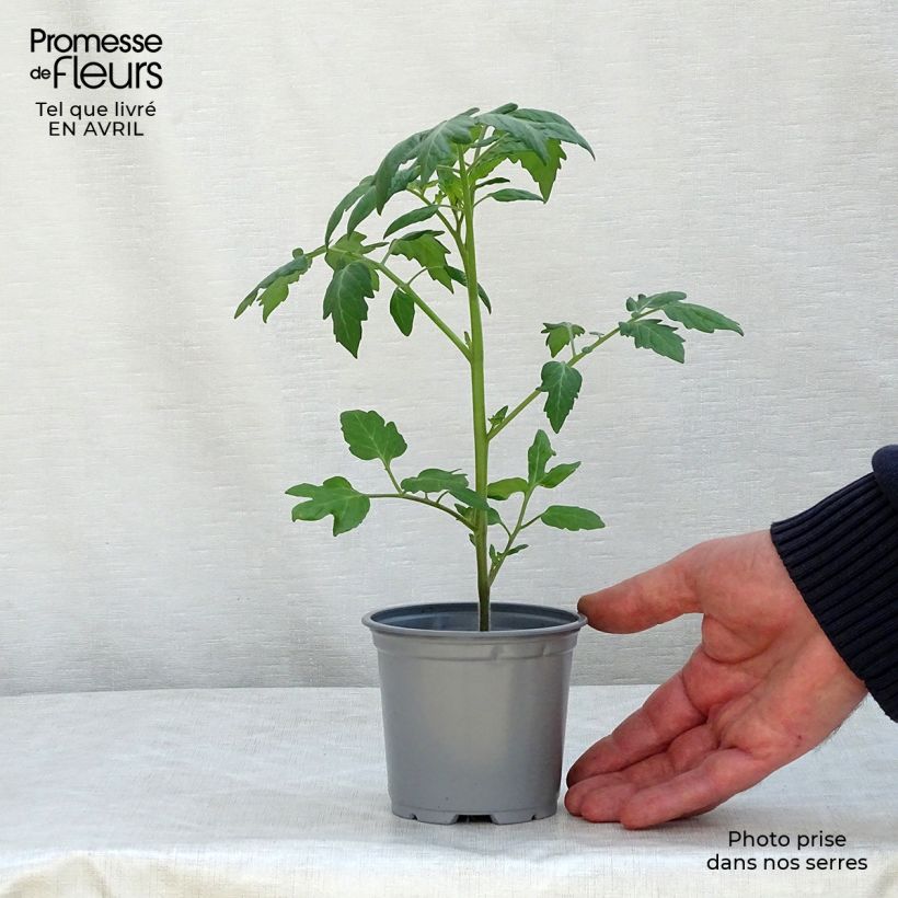 Exemplar von Tomate Apéro F1 en pot de 10,5 cm - Tomate-cerise wie im Frühjahr geliefert