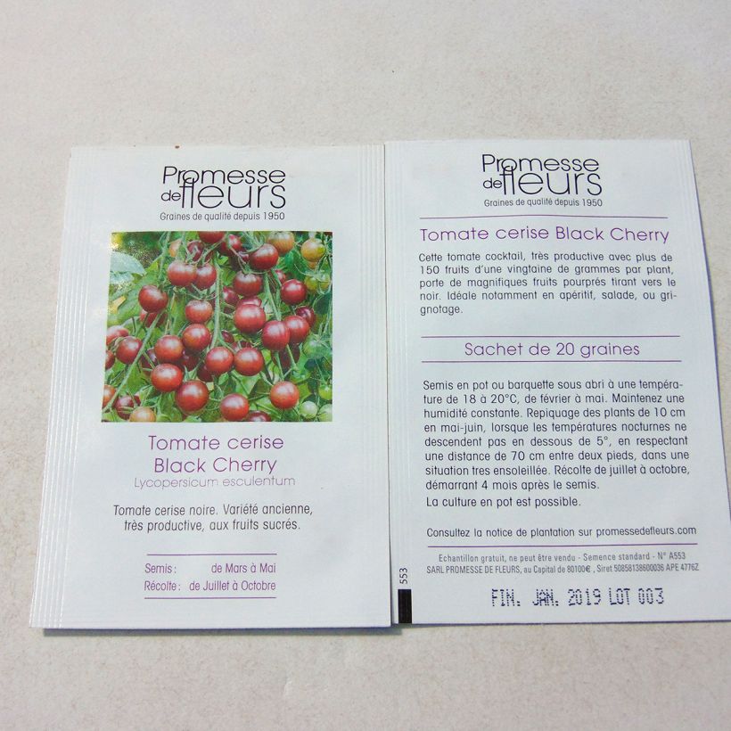 Beispiel eines Exemplars von Kirschtomate Black Cherry wie geliefert