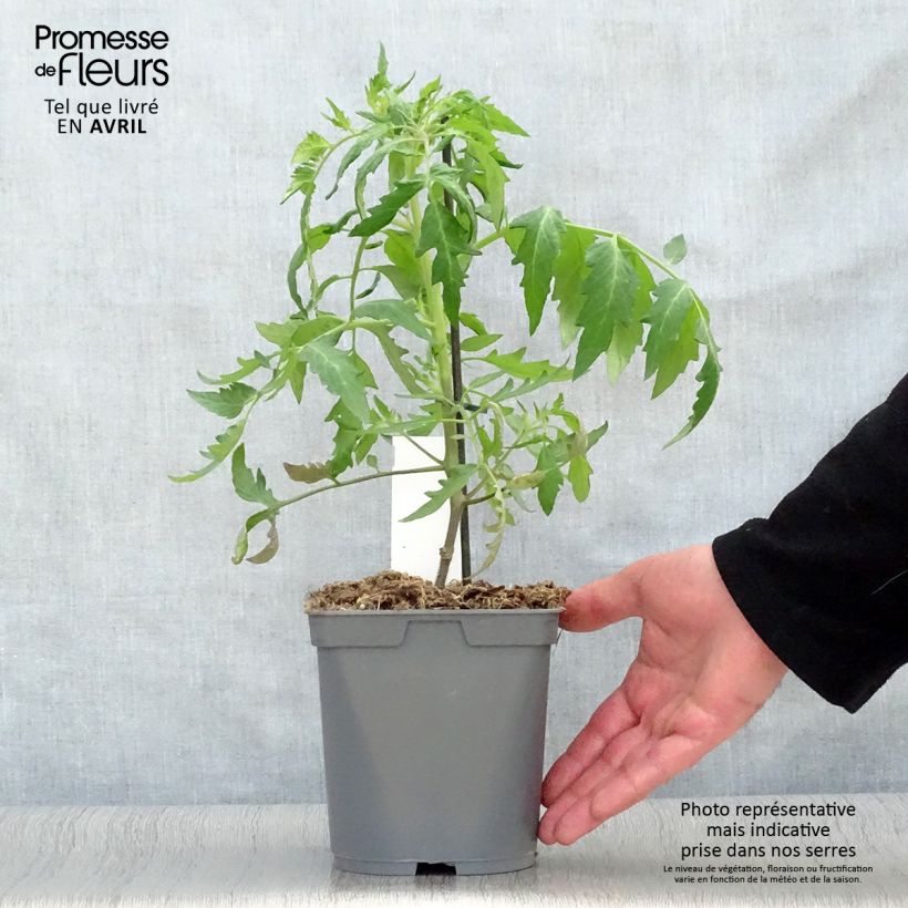 Exemplar von Tomate Cauralina F1 en plants GREFFES Pot de 2L/3L wie im Frühjahr geliefert