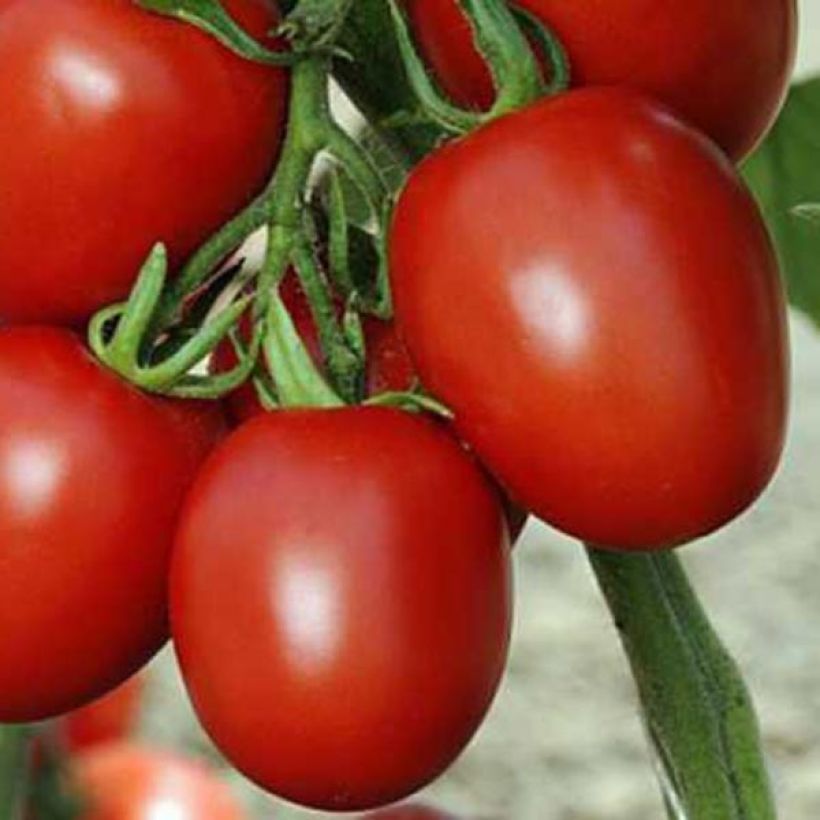 Tomate Cencara F1 (Ernte)