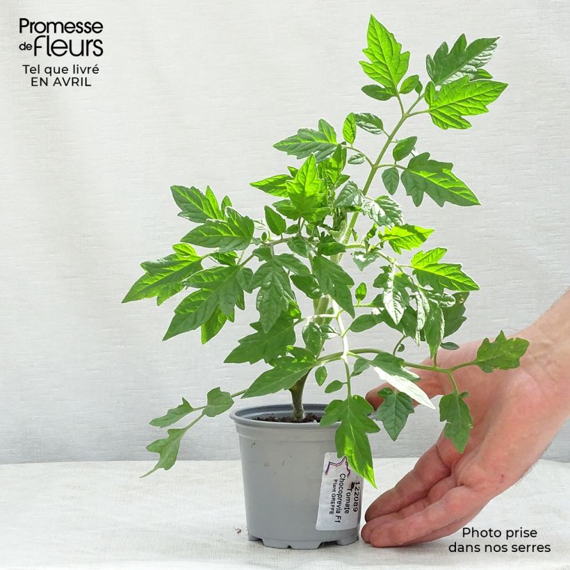 Exemplar von Tomate Chocoprevia F1 en plants GREFFES en pot de 10,5 cm - La Sélection du Chef wie im Frühjahr geliefert