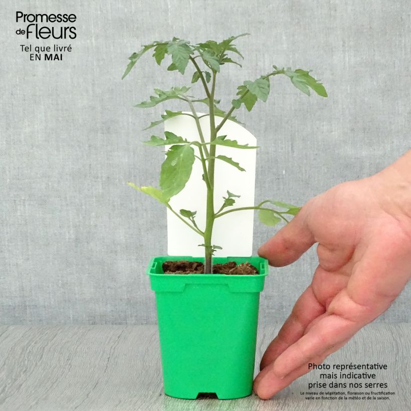 Exemplar von Tomate Cookie F1 mélange en plants Pot de 10 cm/11cm wie im Frühjahr geliefert