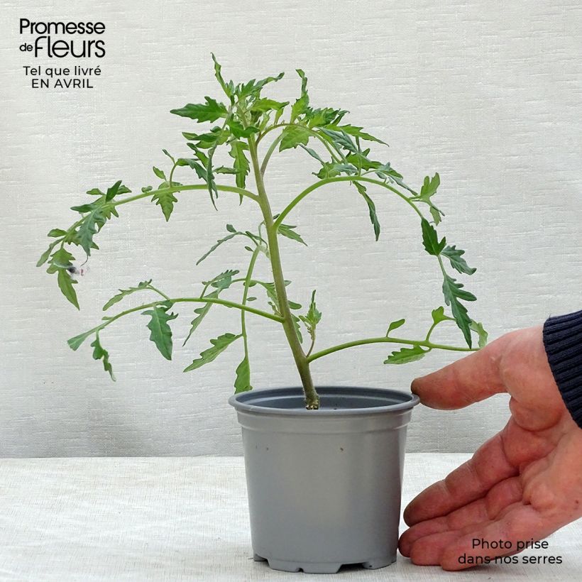 Exemplar von Tomate Fleurette F1 en plants GREFFES en pot de 10,5 cm - Tomate Cœur de Bœuf hybride wie im Frühjahr geliefert