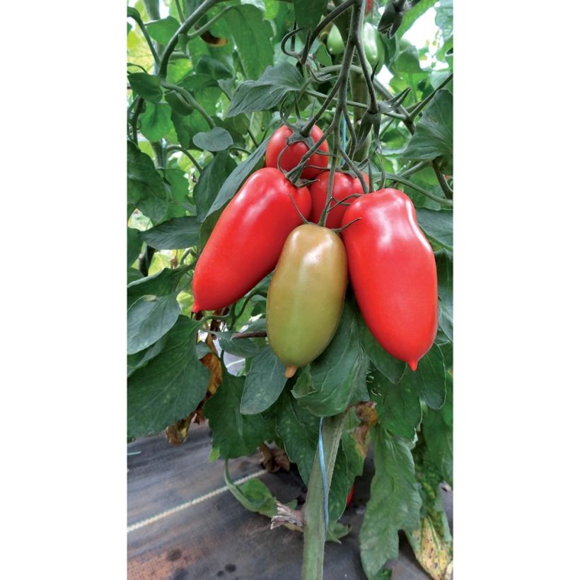 Tomate Gagliardo F1 (Veredelte Tomate) (Hafen)