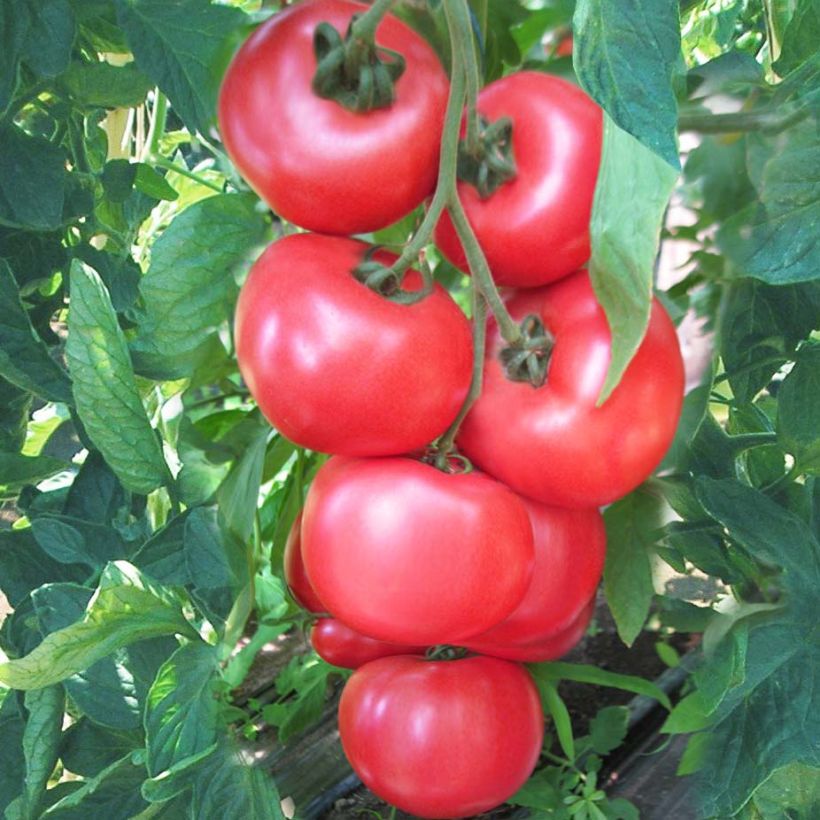 Tomate Honey Moon F1 (Pflanzen) (Ernte)