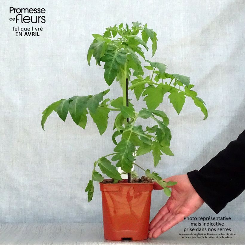 Exemplar von Tomate Maestria F1 en plants GREFFES en pot de 2L/3L wie im Frühjahr geliefert