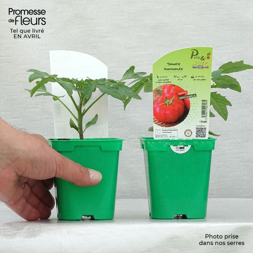 Exemplar von Tomate Marmande en pot de 10 cm wie im Frühjahr geliefert