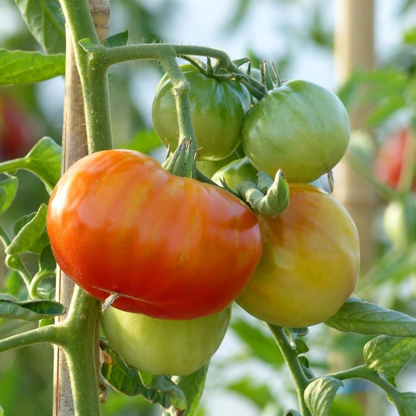 Tomate Montfavet (Veredelte Tomate) (Ernte)