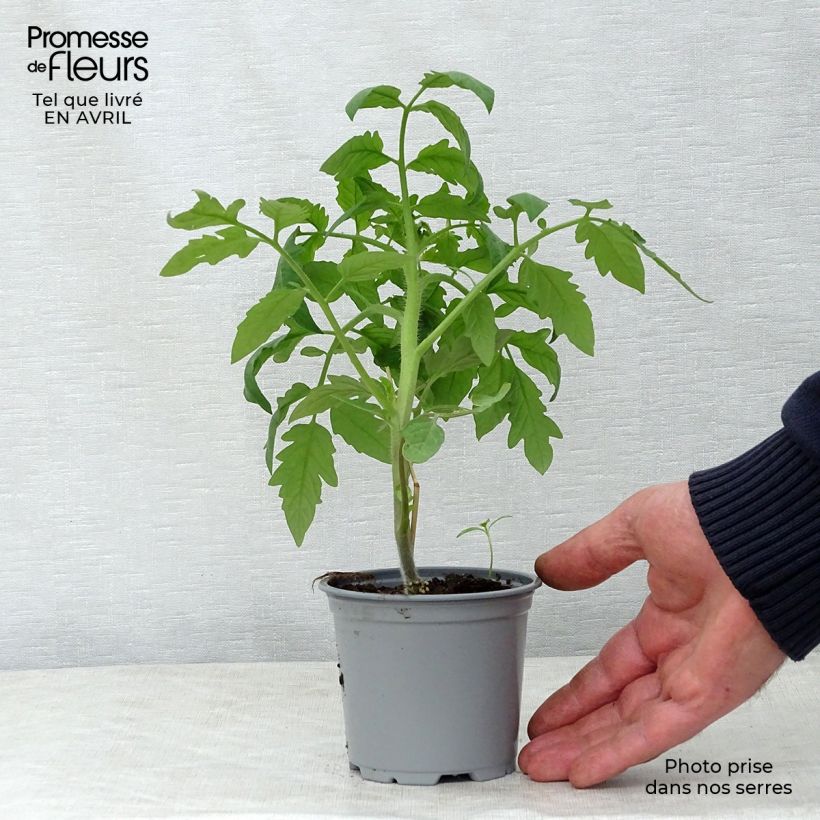 Exemplar von Tomate Noire de Crimée F1 en plants GREFFES - pot de 10 cm wie im Frühjahr geliefert