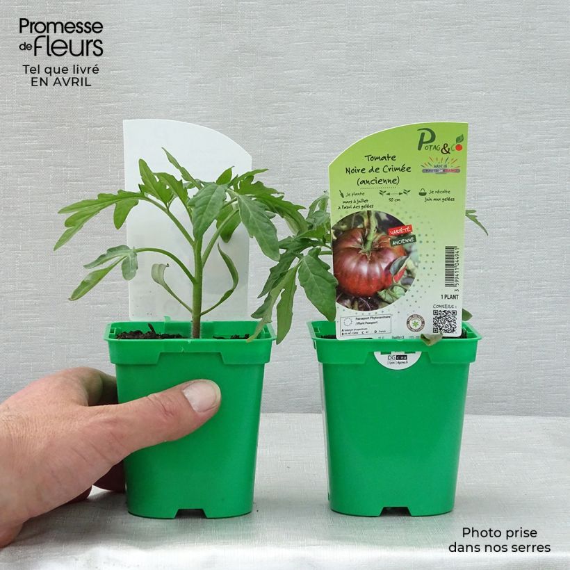 Exemplar von Tomate Noire de Crimée en pot de 10 cm - Tomate ancienne wie im Frühjahr geliefert