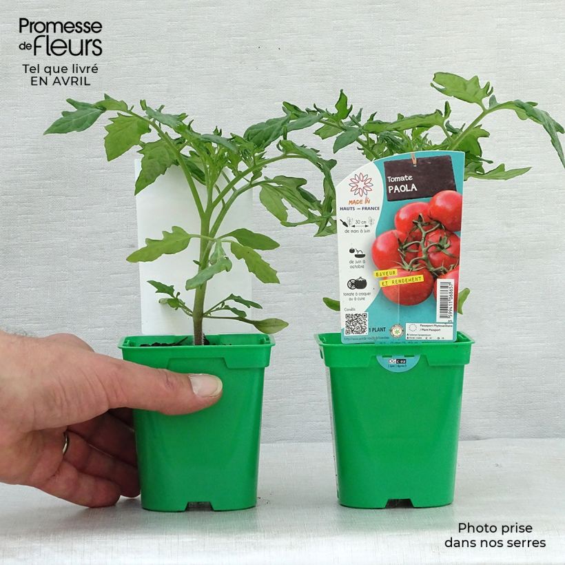 Exemplar von Tomate Paola F1 en pot de 10,5cm wie im Frühjahr geliefert