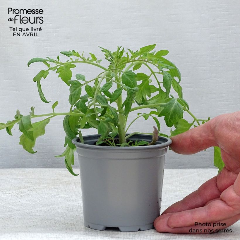 Exemplar von Tomate Pendulina Red en pot de 10,5 cm wie im Frühjahr geliefert