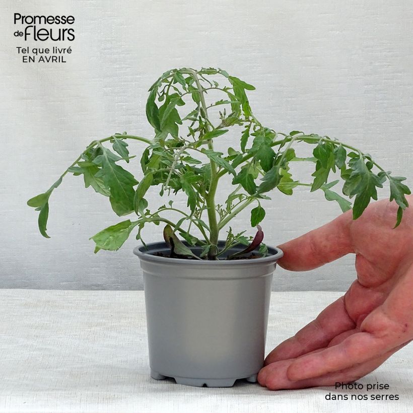 Exemplar von Tomate Pendulina Yellow en pot de 10,5 cm wie im Frühjahr geliefert