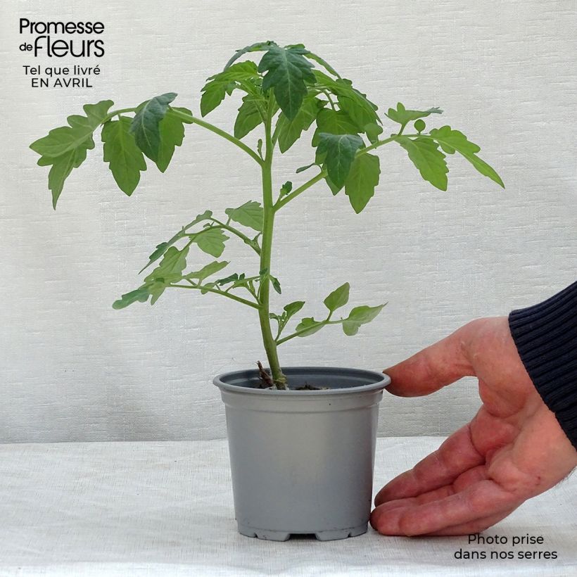 Exemplar von Tomate Pepe F1 en plants GREFFES en pot de 10,5 cm - La Sélection du Chef wie im Frühjahr geliefert