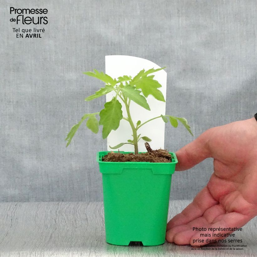 Exemplar von Tomate Poire jaune ( Yellow Pearshapped)- Tomate-cerise en plants Pot de 10 cm/11cm wie im Frühjahr geliefert