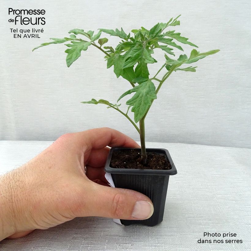 Exemplar von Tomate Premio F1 en pot de 10 cm - Tomate-grappe wie im Frühjahr geliefert