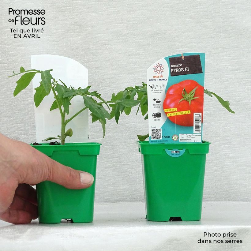 Exemplar von Tomate Pyros F1 en pot de 10 cm wie im Frühjahr geliefert