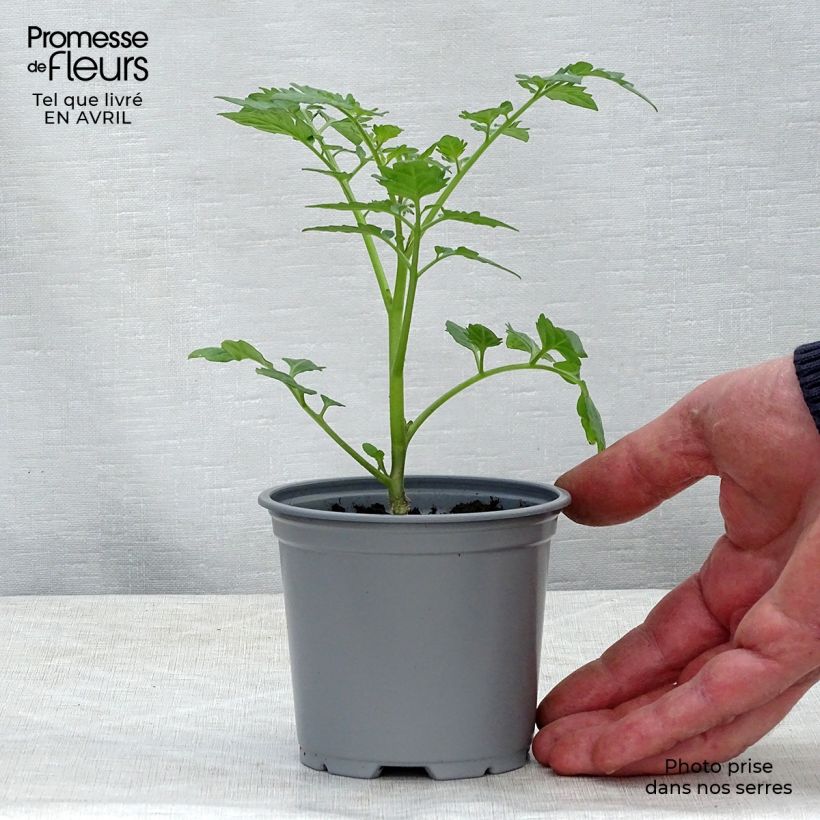 Exemplar von Tomate Santonio F1 en plants GREFFES en pot de 10,5 cm - Tomate cerise wie im Frühjahr geliefert