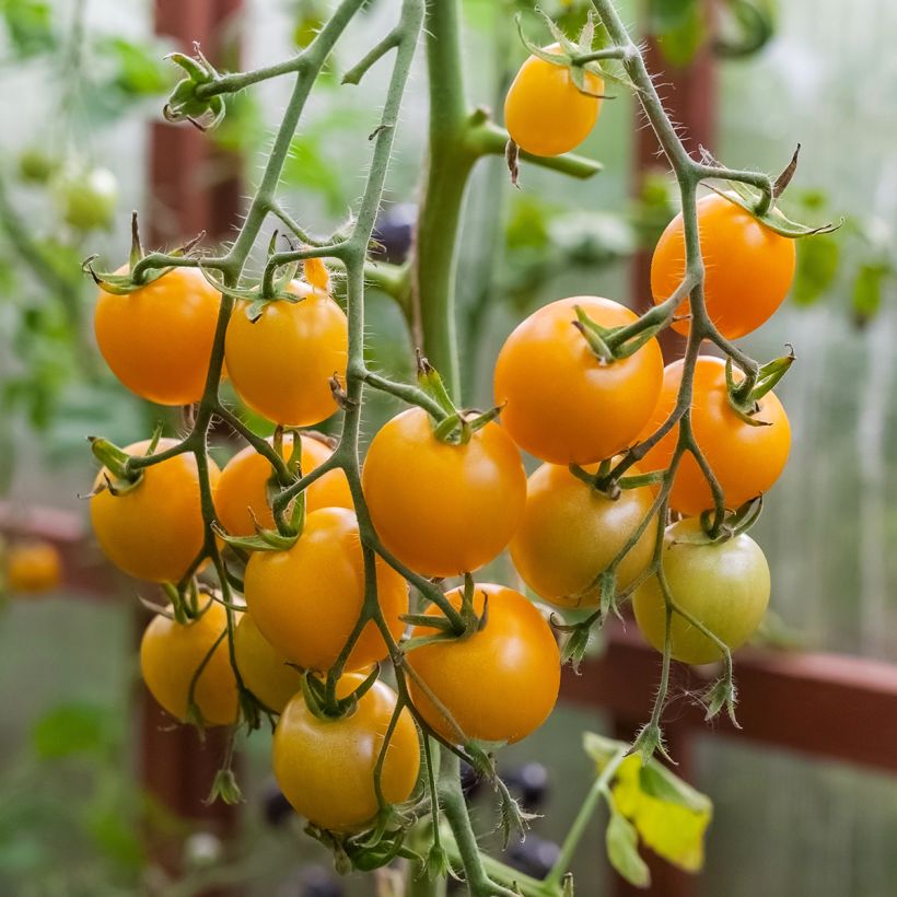 Kirschtomate Sturdy Grace F1 (Ernte)