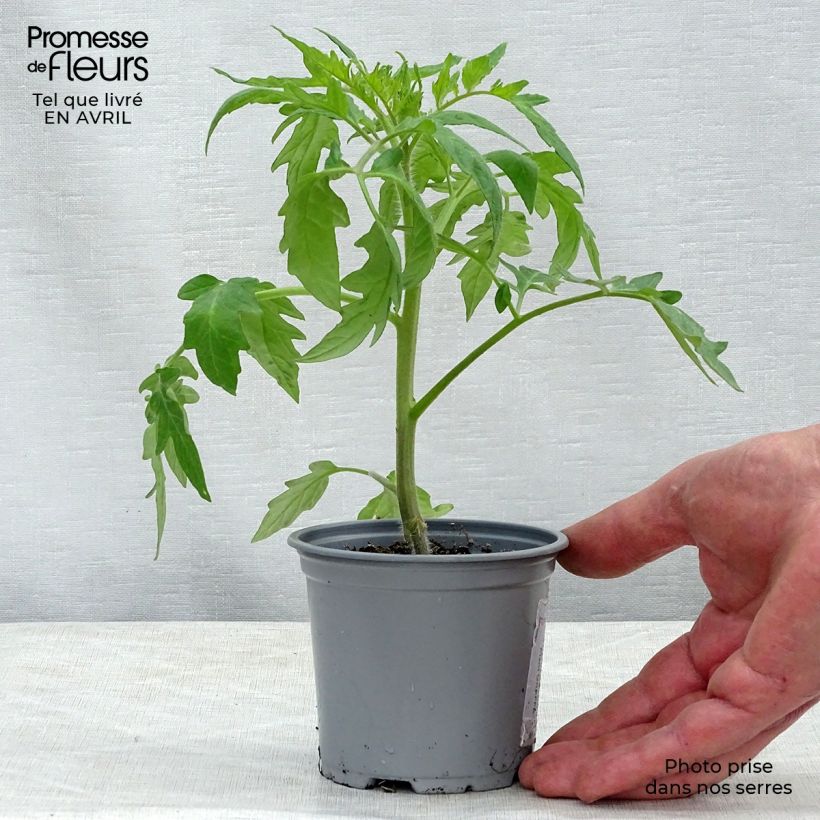 Exemplar von Tomate Supersteak F1 en plants GREFFES en pot de 10,5 cm - La Sélection du Chef wie im Frühjahr geliefert