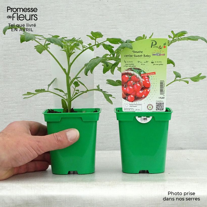 Exemplar von Tomate Sweetbaby F1 en pot de 10 cm - Tomate-cerise wie im Frühjahr geliefert