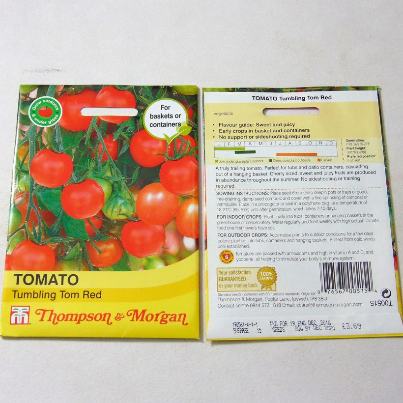 Beispiel eines Exemplars von Tomate Tumbling Tom Red - Tomate-cerise Graines wie geliefert