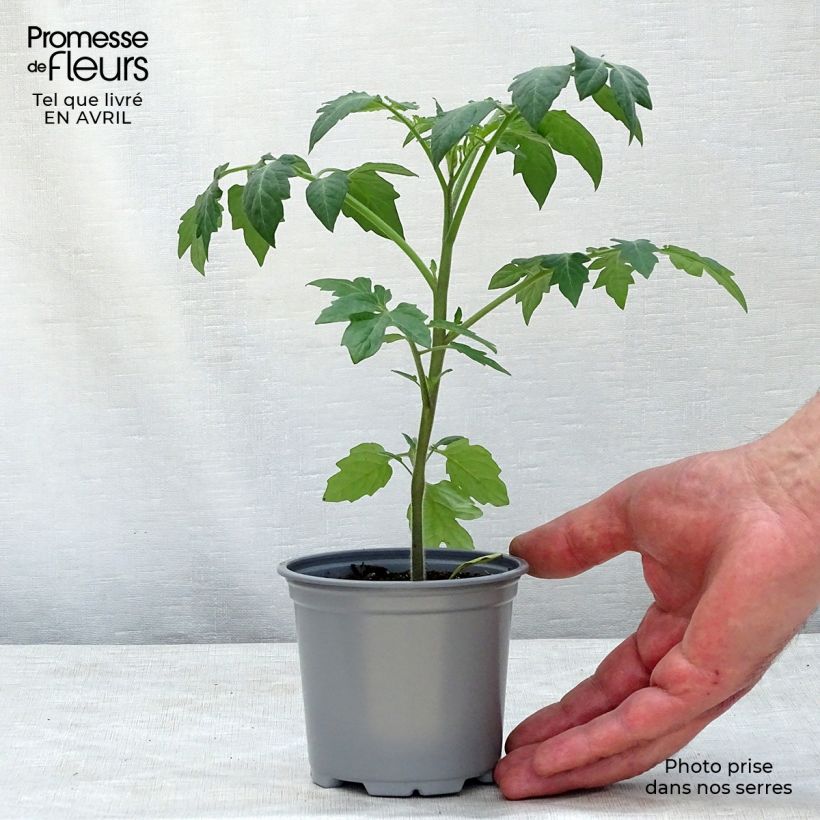 Exemplar von Tomate Tutti Frutti en pot de 10,5 cm - Tomate-cerise wie im Frühjahr geliefert