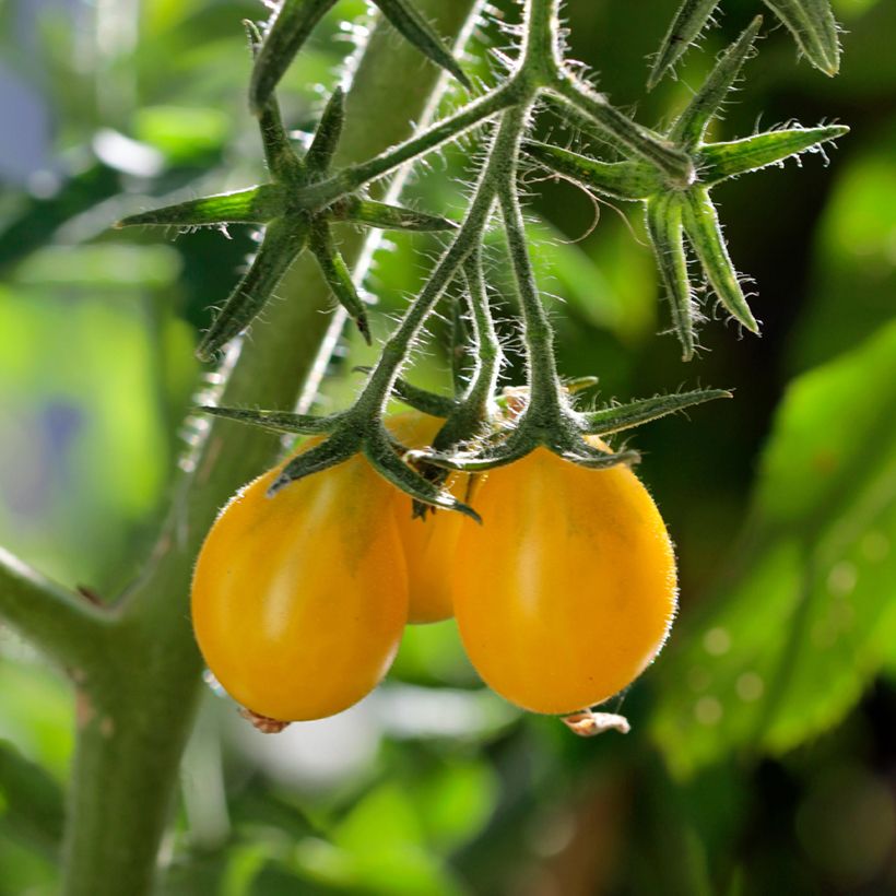 Kirschtomate Yellow Pearshaped (BIO Samen) (Ernte)