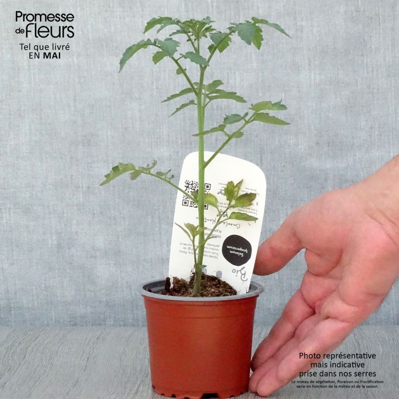 Exemplar von Tomate cerise Gusta Mini Red en plant Bio Pot de 10,5 cm wie im Frühjahr geliefert