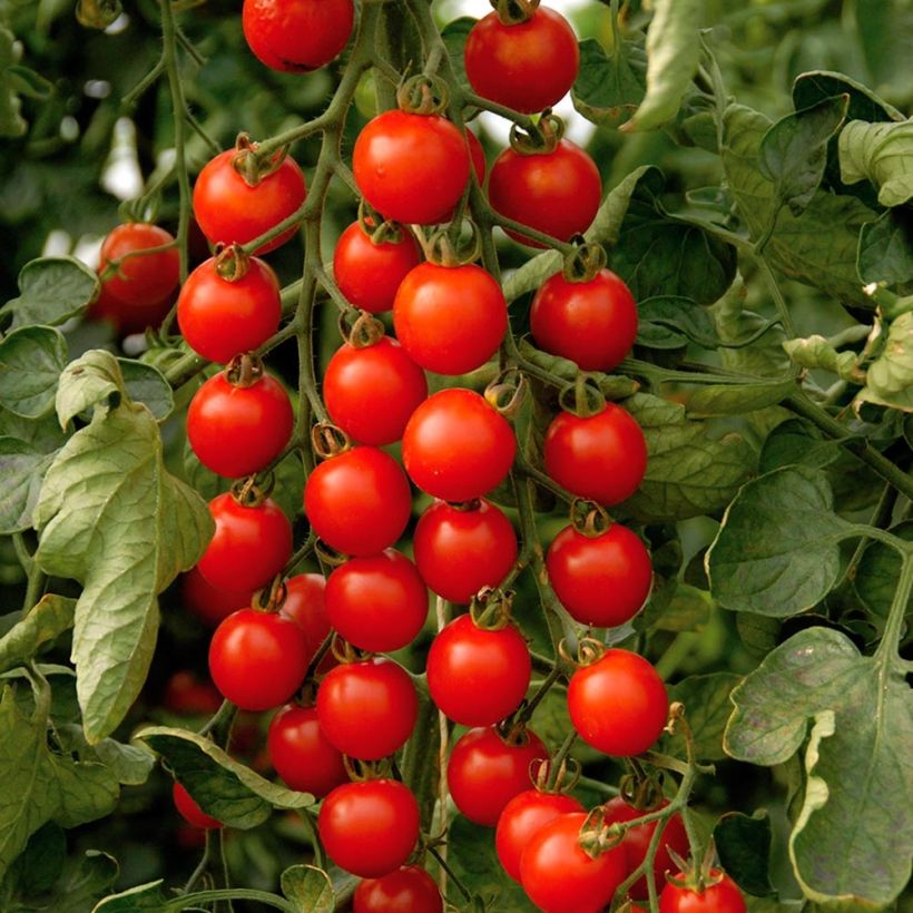 Kirschtomate Supersweet 100 (Veredelte Tomate) (Ernte)