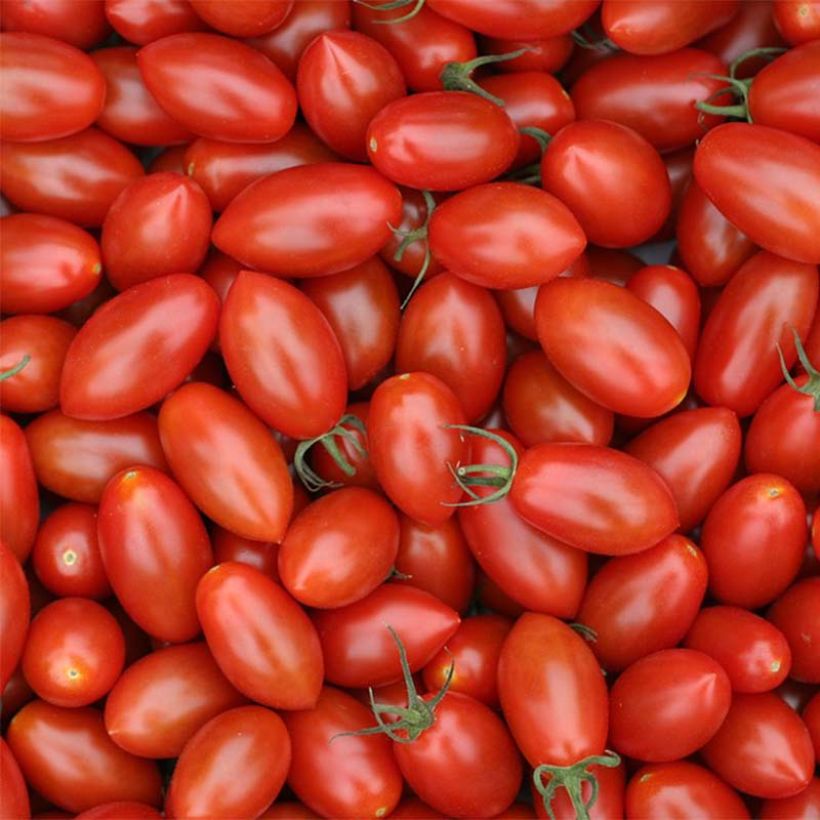 Kirschtomate Trilly (Veredelte Tomate) (Ernte)