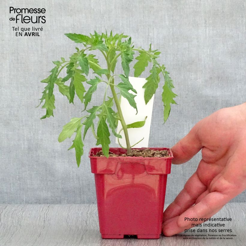 Exemplar von Tomate cœur de bœuf rose (Cuor di Bue Rose) en pot Pot de 10 cm/11cm wie im Frühjahr geliefert