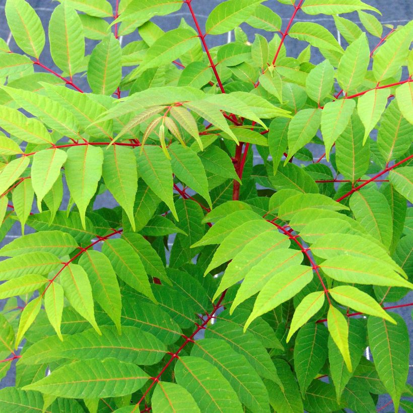 Toona sinensis Flamingo - Chinesischer Surenbaum (Laub)