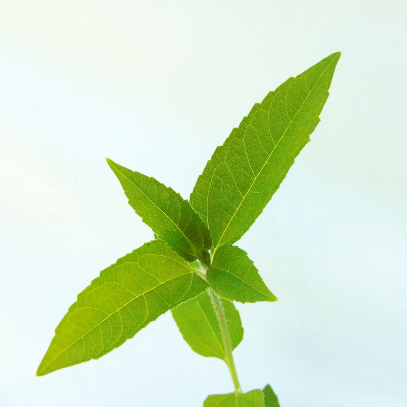 Topinambur Fuseau Culinaire - Helianthus tuberosus (Laub)