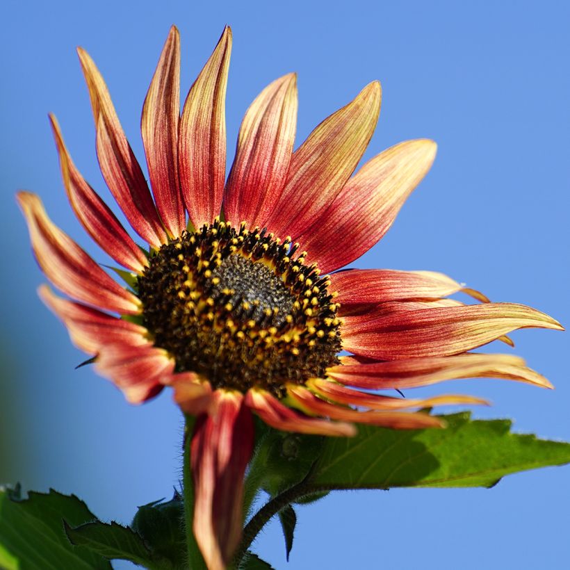 Sonnenblume Ms. Mars (Samen) - Helianthus (Blüte)